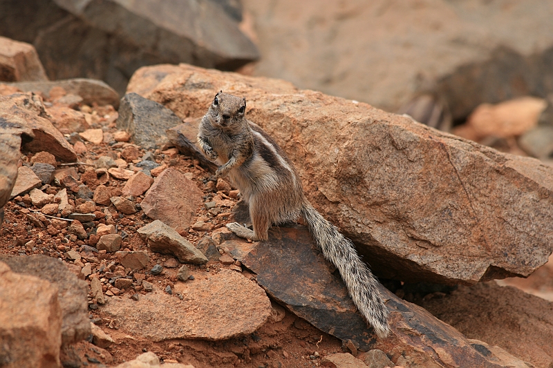 Kanary_2010 076